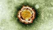El nuevo coronavirus podría transmitirse entre personas