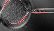 Científicos logran clonar células madre embrionarias de humanos