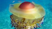 Sólo una medusa mediterránea es comestible, según el CSIC