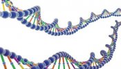 Los genes humanos no pueden ser patentados