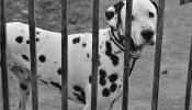 Presentan una Iniciativa Legislativa Popular para prohibir que se sacrifiquen animales en Madrid