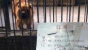 Un zoo chino disfrazaba a perros de leones y a ratas como reptiles