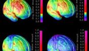 Neurocientíficos de la Universidad de Nueva York descubren la clave para reducir los olvidos