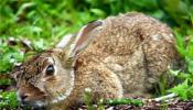 El conejo ibérico, pesadilla en Australia... y otras especies invasoras