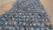 Un concejal de Medio Ambiente posa con 400 palomas abatidas en una cacería