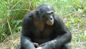 Los chimpancés vocalizan de forma parecida a los humanos