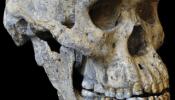 Un cráneo de 1,8 millones de años cuestiona la historia de la evolución