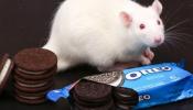 Las galletas Oreo, tan adictivas como la cocaína