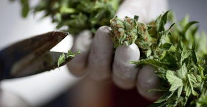 La mayoría de los estadounidenses se muestra por primera vez a favor de legalizar la marihuana