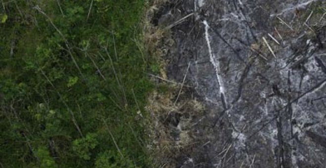 La Tierra ha perdido en 12 años el equivalente a tres españas de bosque