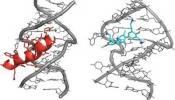 Moléculas sintéticas consiguen bloquear la replicación del sida