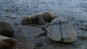 Piden cárcel para un acusado de atar a un perro a una piedra para que se ahogara en la playa