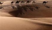 Hasta cinco millones de dólares por un camello guapo por naturaleza