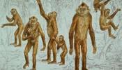 Un primate ya hacía pinza con los dedos hace 8 millones de años