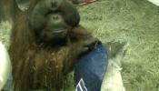 Elijah, el orangután que acierta el ganador de la Super Bowl