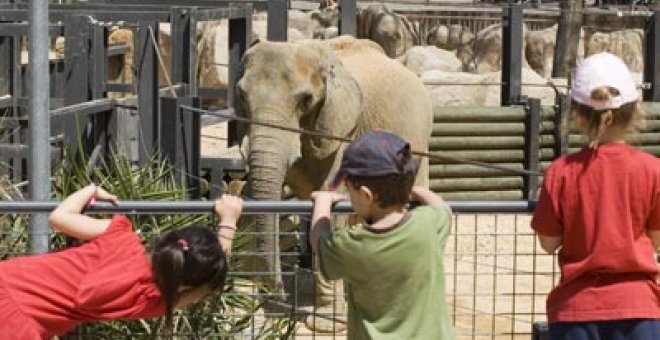 Els animalistes temen per la vida de l'elefanta Susi