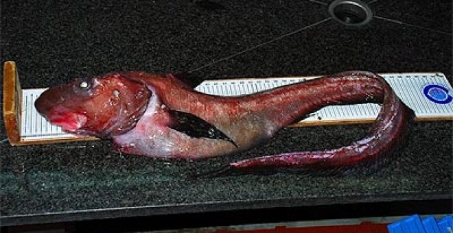Capturan en Galicia un extraño pez conocido como "pata de pulpo"