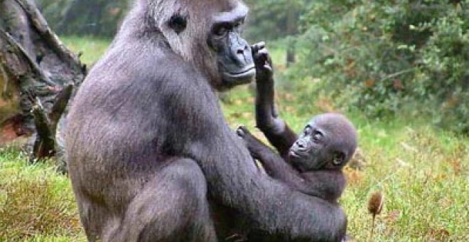 Los gorilas también juegan al 'pilla-pilla'