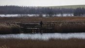 Posible brote de botulismo entre las aves de Daimiel