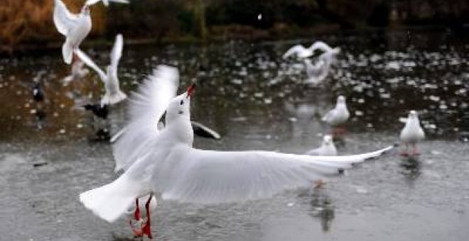 Los ataques de gaviotas, una nueva amenaza para los londinenses