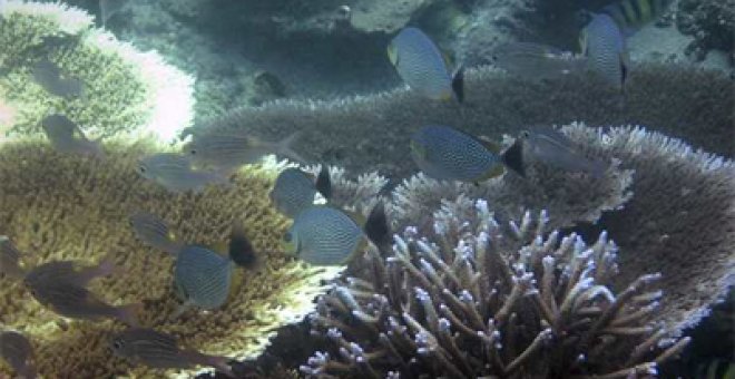 Uno de los corales más diversos del mundo se muere