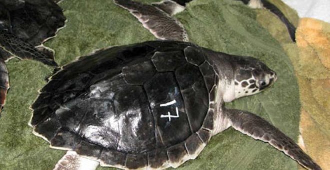 Tortugas afectadas por el vertido de crudo de BP vuelven a su hábitat