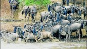 Tanzania encarga un estudio sobre la carretera del Serengueti