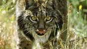 El lince no saldrá de la UCI antes de diez años