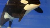 Nace la primera cría de orca en España