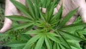 70 plantas de marihuana para consumo propio