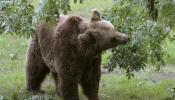 Se reduce la caza ilegal del oso pardo cantábrico