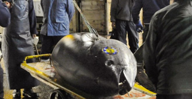 Subastado un atún rojo por 297.700 euros en Tokio