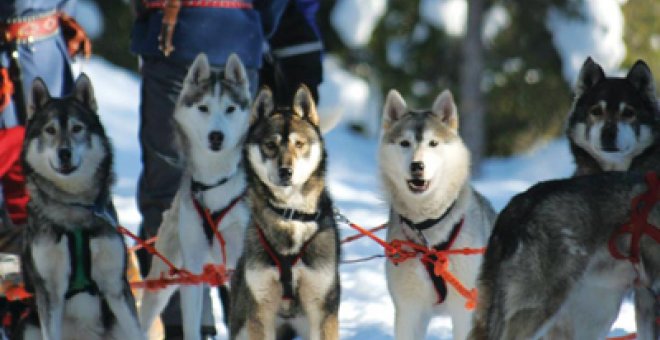 Cerca de 100 perros fueron asesinados en Canadá el pasado abril