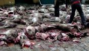 Matanza de ciervas preñadas en una finca gaditana del Ministerio