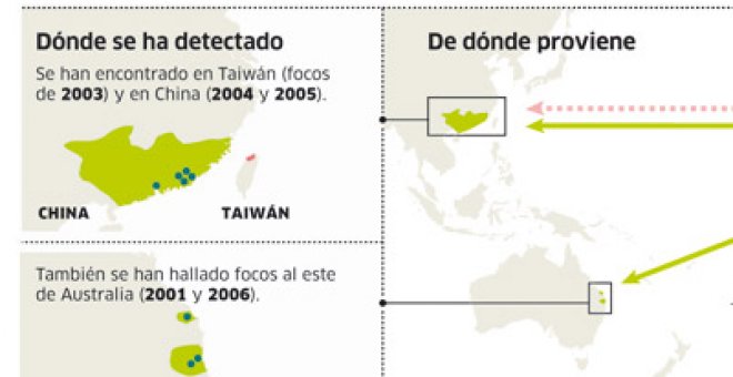 La hormiga conquistadora muestra su estrategia