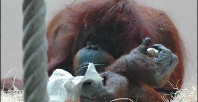 Un orangután que refleja todos nuestros miedos