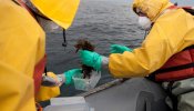 La radiación aumenta mil veces en el fondo del mar frente a Fukushima