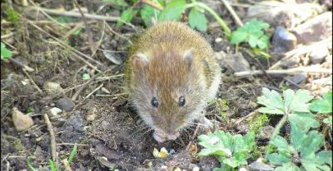 Los ratones de campo, claves en la recuperación de los bosques