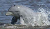 Delfines y ballenas de zonas urbanas sufren mayor contaminación