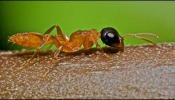 Las hormigas defienden su árbol de otras plantas