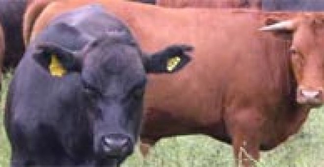 La OIE anuncia la erradicación de la peste bovina en el mundo