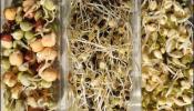 Alemania confirma que los brotes germinados son el origen de 'E.coli'
