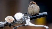 Las aves urbanas tienen el cerebro más grande