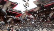 Las palomas de ciudad no olvidan las caras