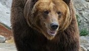 Ucrania abrirá un centro de rehabilitación para osos alcohólicos