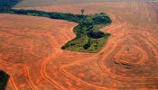La deforestación sigue desbocada en Brasil
