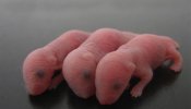 Nacen ratones a partir de semen obtenido de células madre