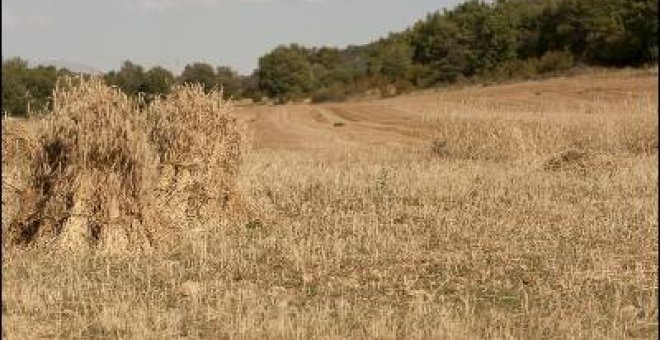 Las medidas agroambientales no ayudan a conservar las aves más amenazadas