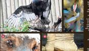 Denunciados ocho zoos por maltrato a animales