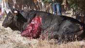 Treinta minutos de agonía para divertir a Tordesillas